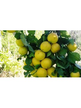 Pastaccio di Bergamotto Biologico