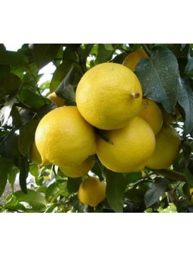 Frutti di Bergamotto Biologico